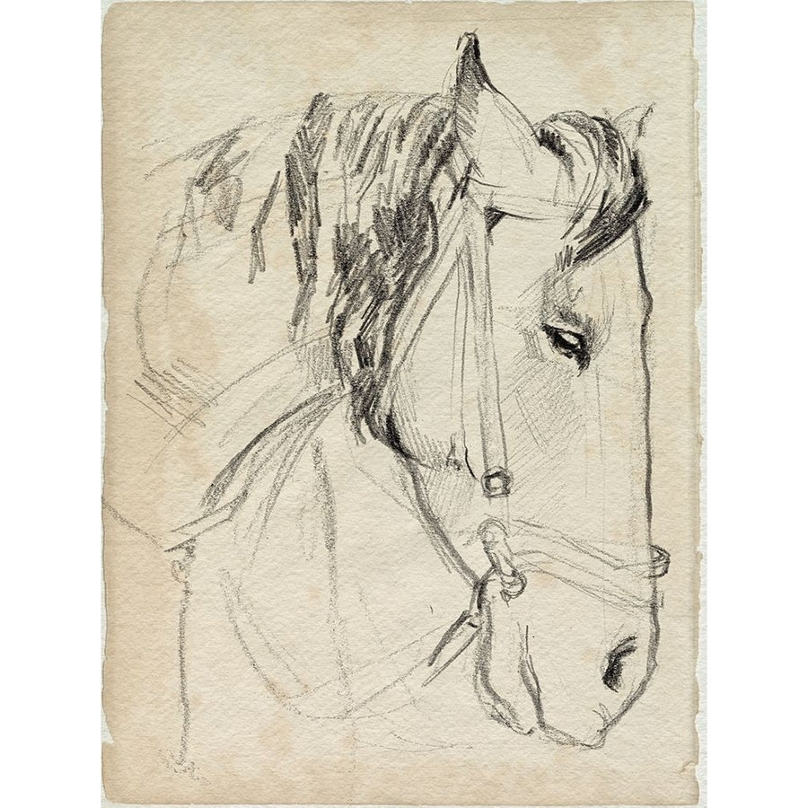 Horse in Bridle Sketch I Poster Print - Jennifer Paxton Parker-VARPDX182231Z Image 1