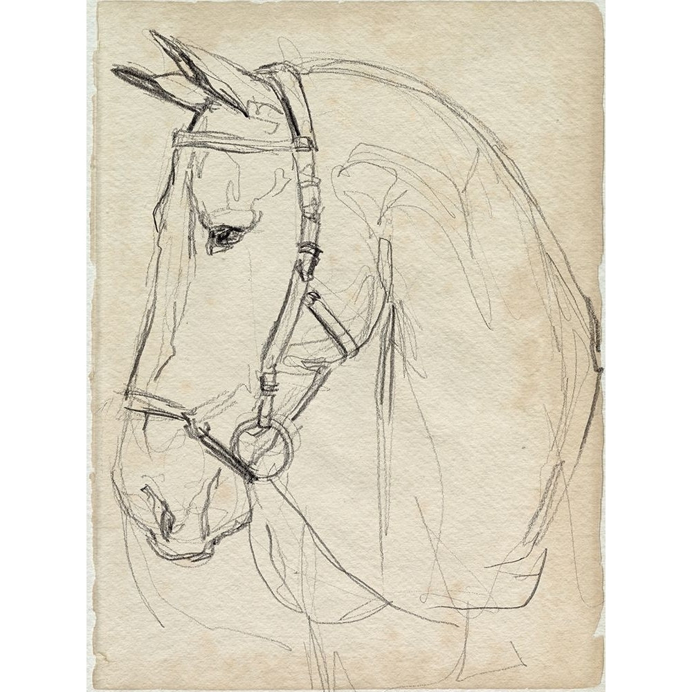 Horse in Bridle Sketch II Poster Print - Jennifer Paxton Parker-VARPDX182232Z Image 1