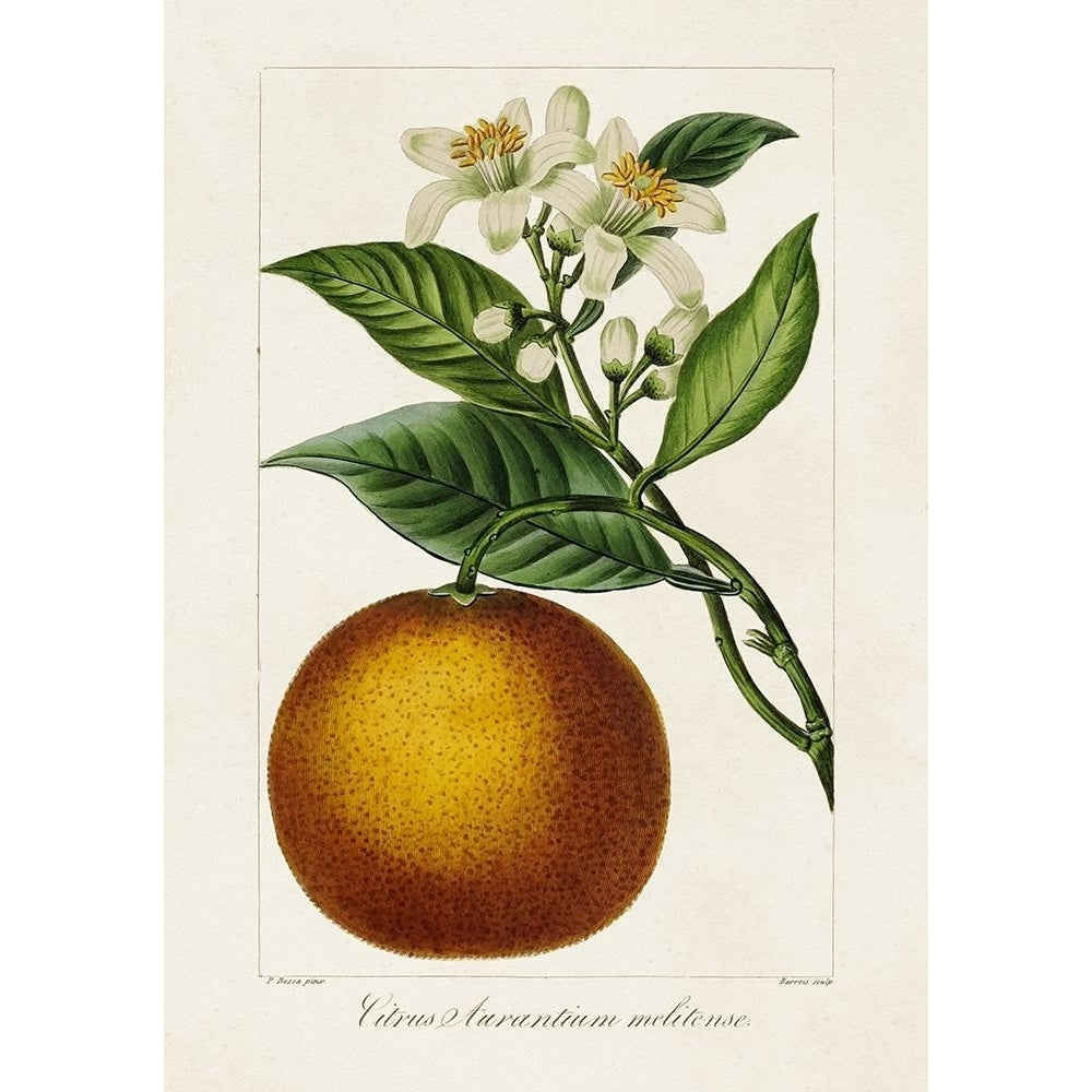 Antique Citrus Fruit I Poster Print - Pancrace Bessa-VARPDX182413Z Image 1