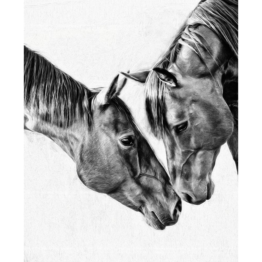 Equine Portrait VI Poster Print - PHBurchett-VARPDX182874Z Image 1