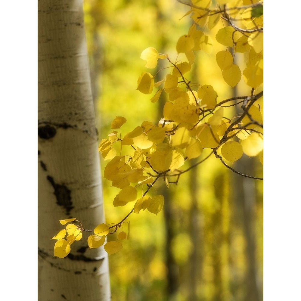 Aspen Highlights Poster Print - Danny Head-VARPDX183292Z Image 1