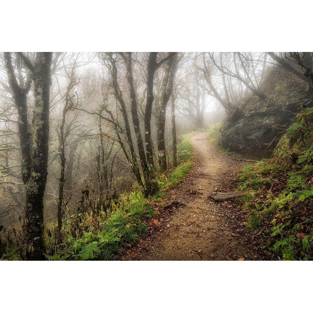 Narrow Path Poster Print - Danny Head-VARPDX183302Z Image 1