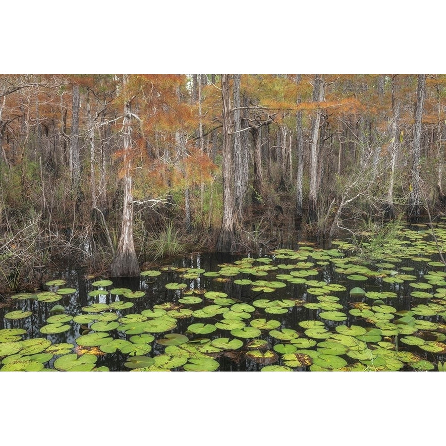 Bayou Autumn Poster Print - Danny Head-VARPDX183330Z Image 1