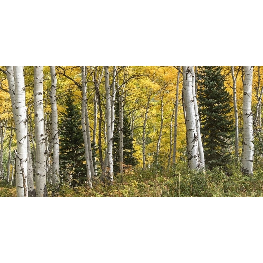 Aspen Panorama Poster Print - Danny Head-VARPDX183299Z Image 1