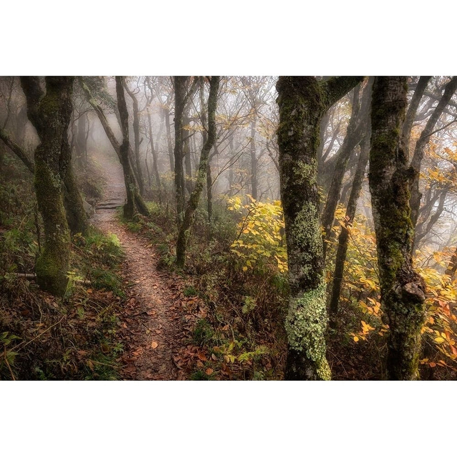 Fog Ahead Poster Print - Danny Head-VARPDX183300Z Image 1