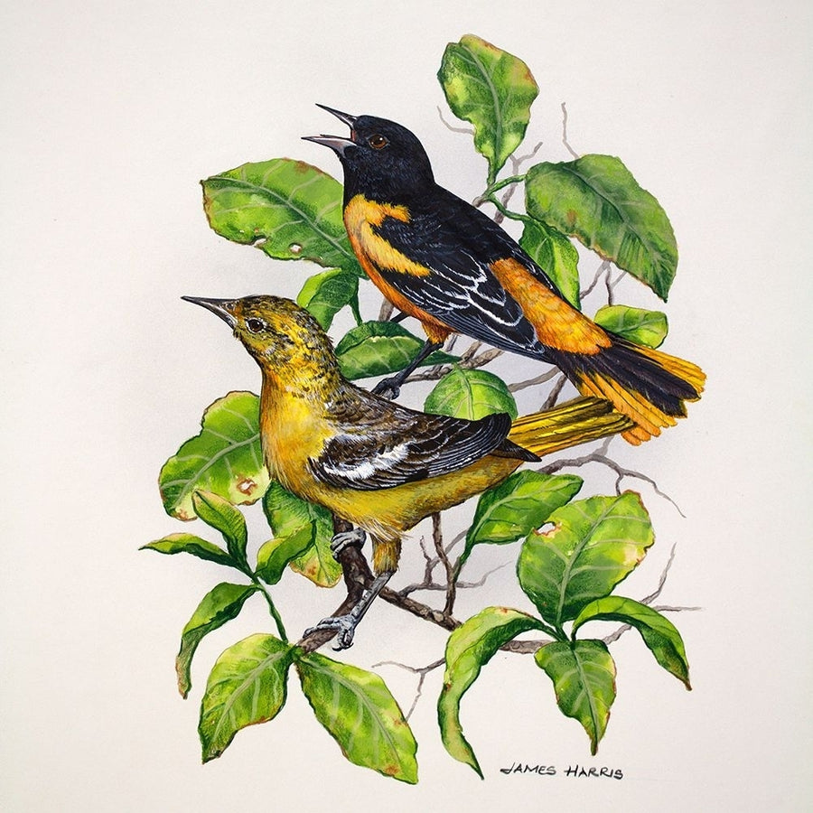 Northern Orioles Poster Print - James Harris-VARPDX18384A Image 1