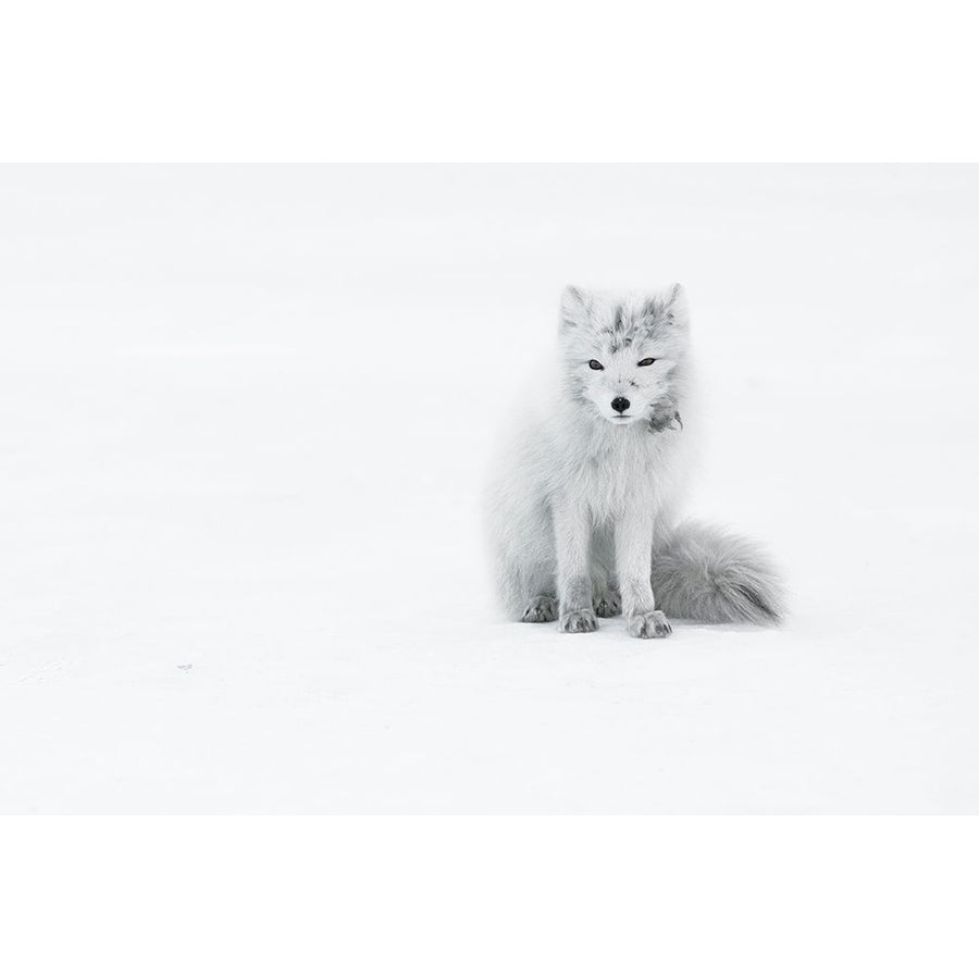 Arctic Fox Poster Print - Roberto Marchegiani-VARPDX1839383 Image 1