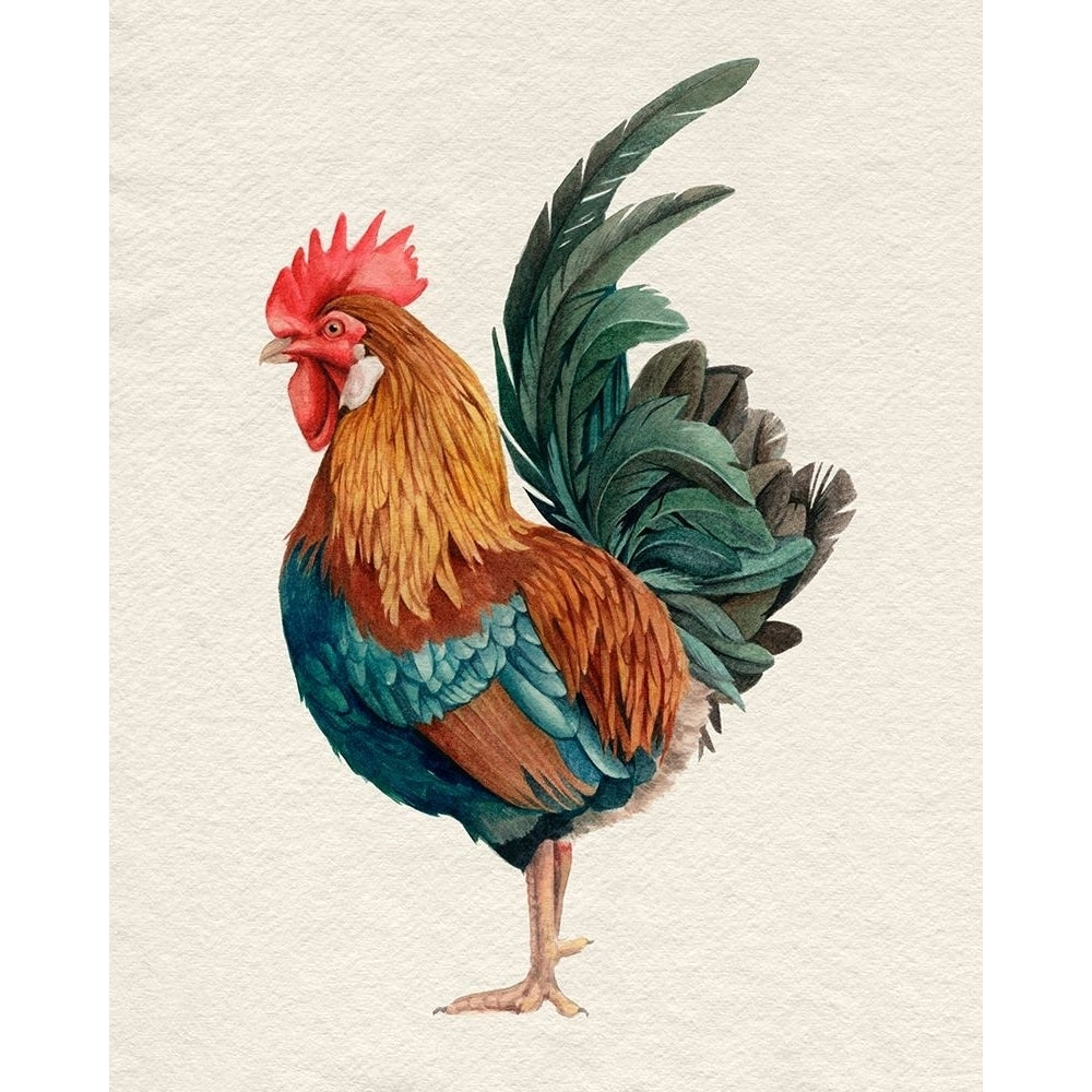 Watercolor Rooster II Poster Print - Grace Popp-VARPDX184121Z Image 1