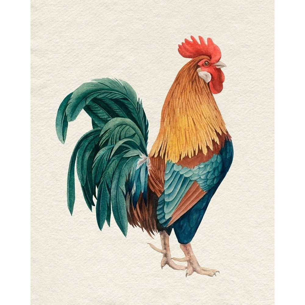 Watercolor Rooster I Poster Print - Grace Popp-VARPDX184120Z Image 1