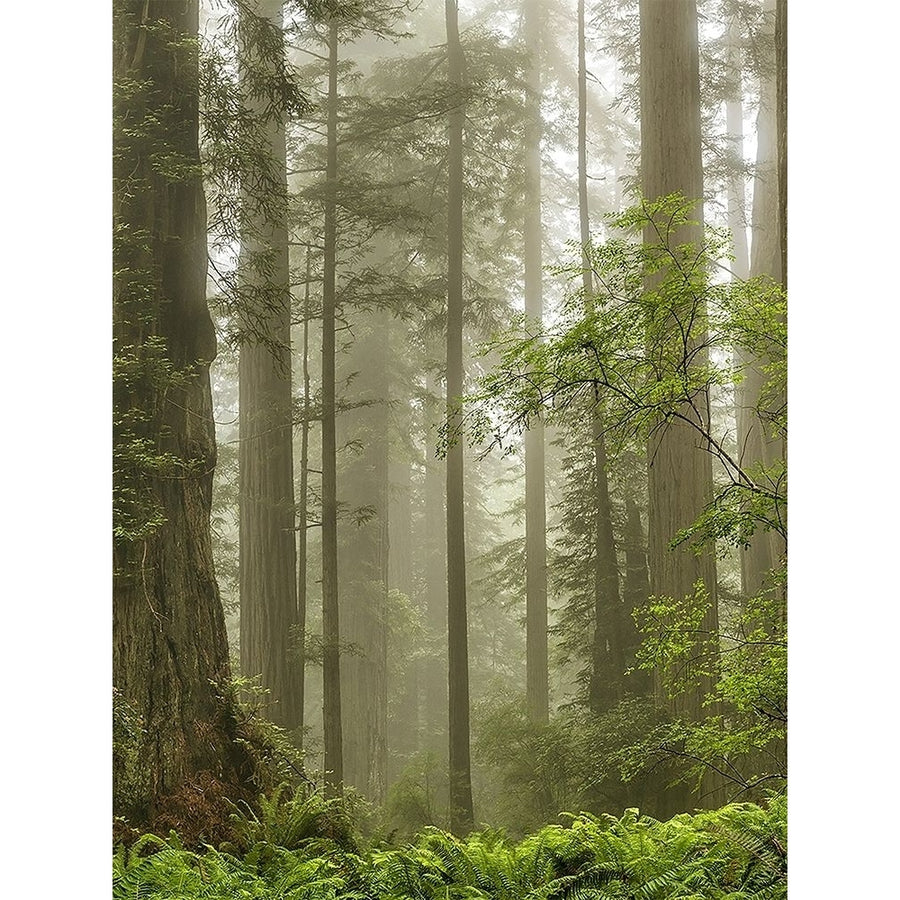 Summer Forest II Poster Print - Dianne Poinski-VARPDX184139Z Image 1