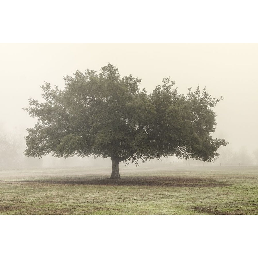 Trees in the Fog II Poster Print - Dianne Poinski-VARPDX184135Z Image 1