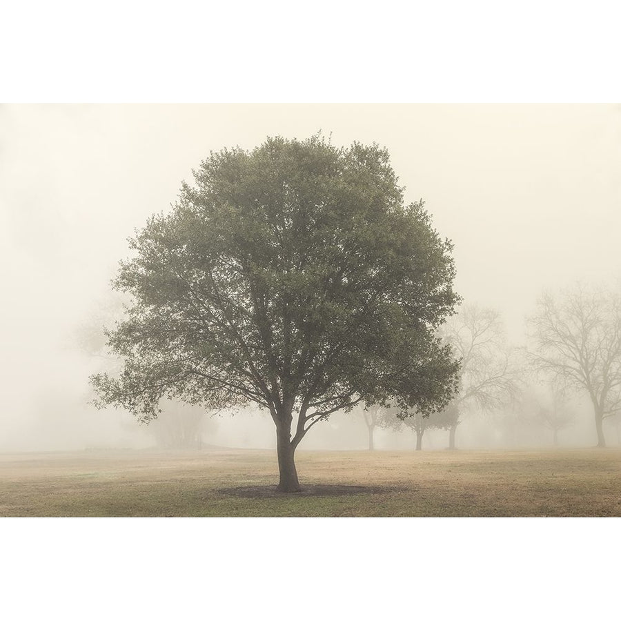 Trees in the Fog I Poster Print - Dianne Poinski-VARPDX184134Z Image 1