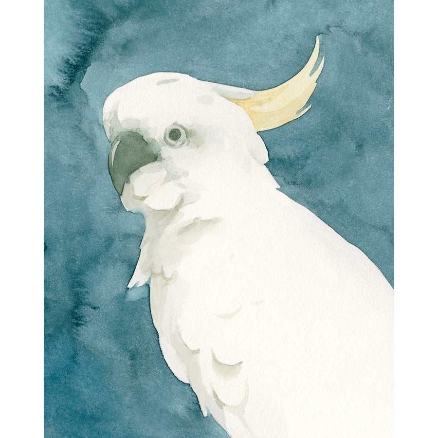 Cockatoo Portrait II Poster Print - Emma Caroline-VARPDX184286Z Image 1