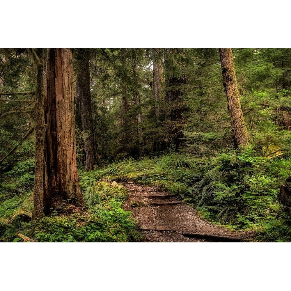 The Forest Calls Poster Print - Danny Head-VARPDX184315 Image 1