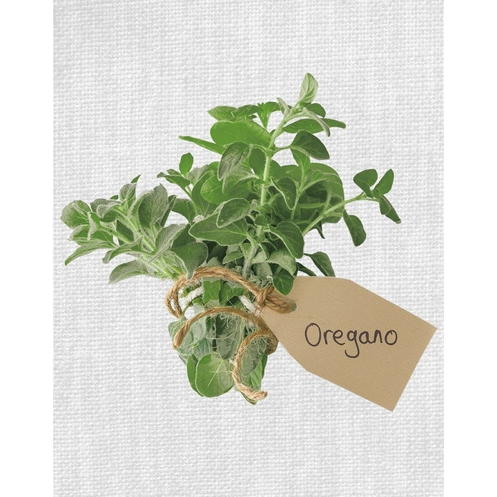 Oregano Poster Print by Assaf Frank-VARPDX18459 Image 2