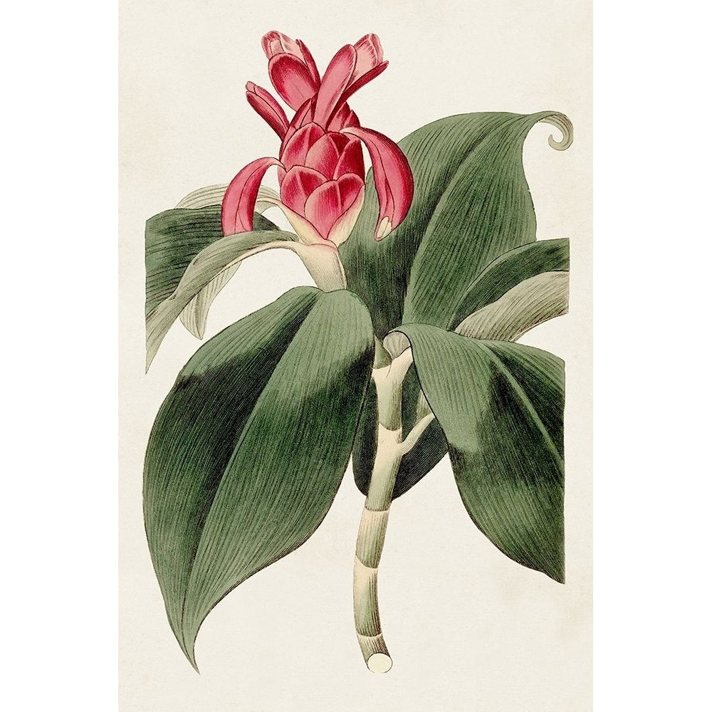 Flora of the Tropics I Poster Print - Unknown-VARPDX184610Z Image 1