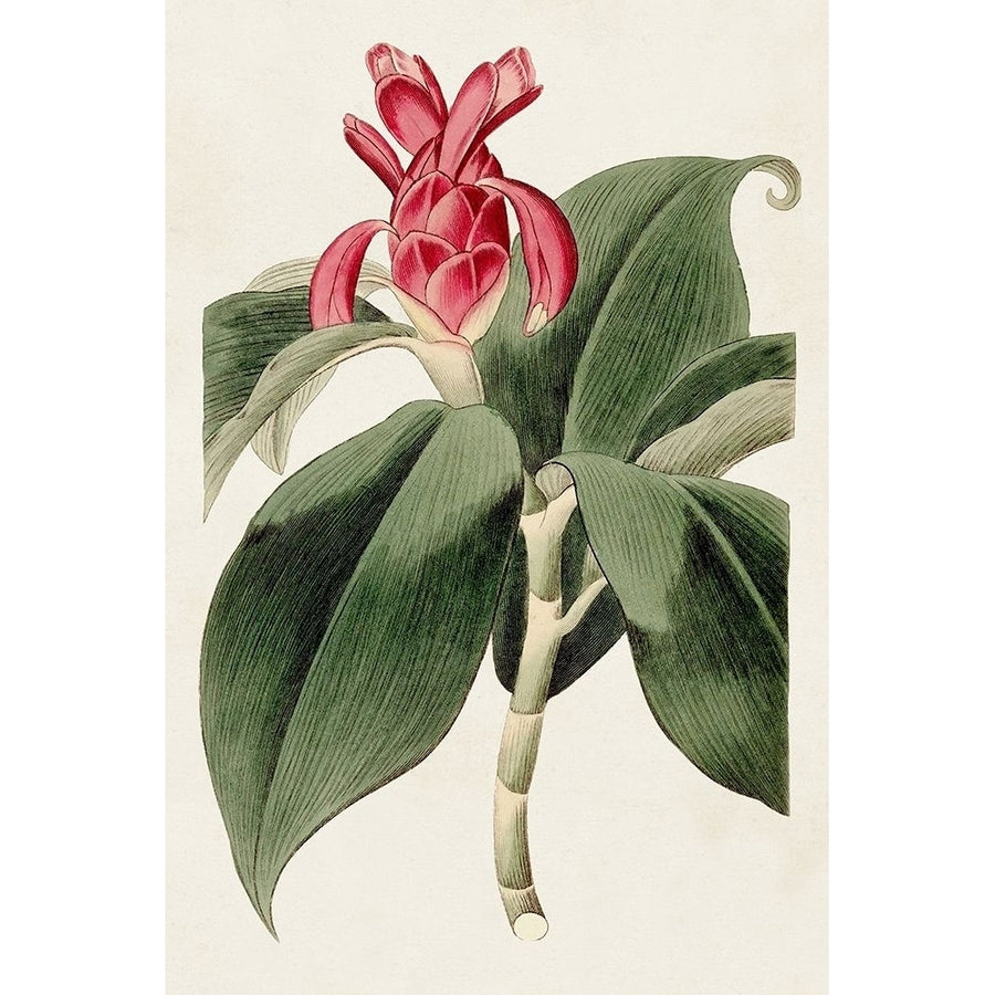 Flora of the Tropics I Poster Print - Unknown-VARPDX184610Z Image 1