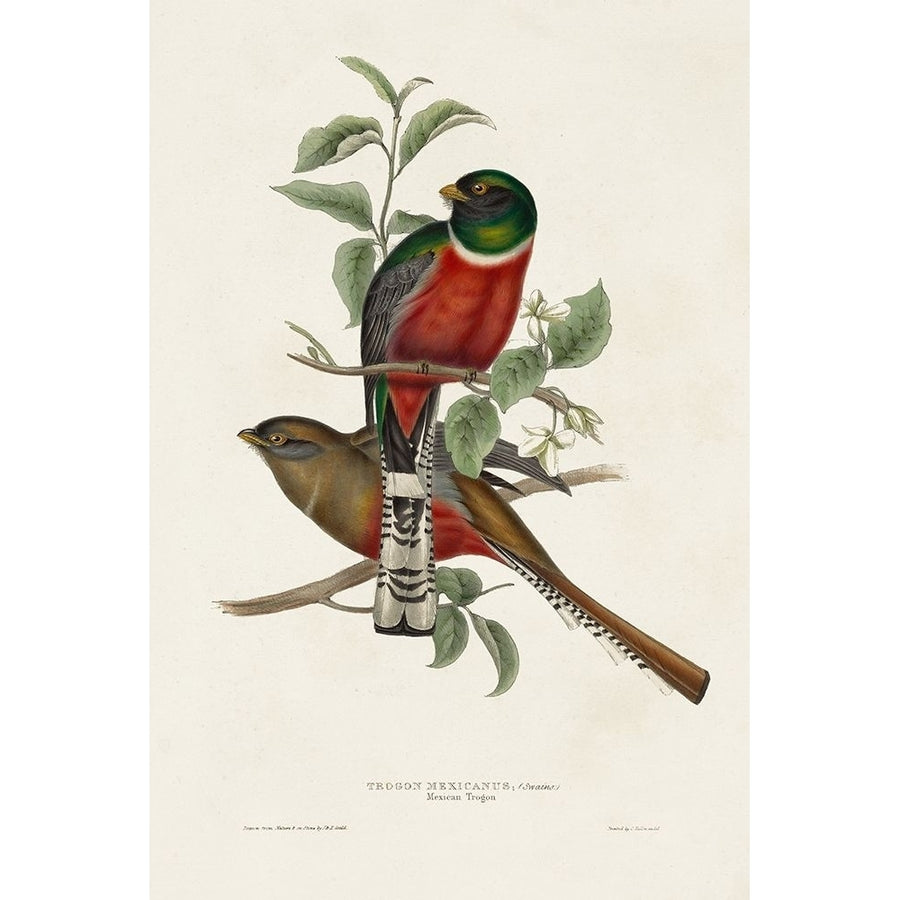 Elegant Trogons I Poster Print - John Gould-VARPDX184623Z Image 1