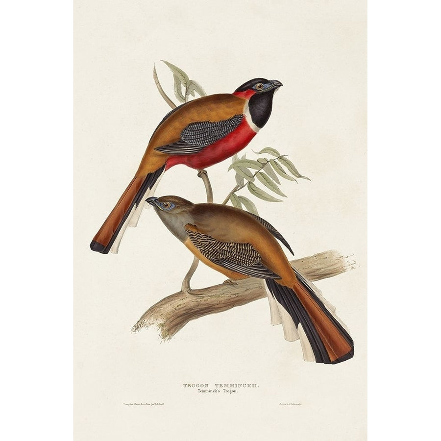 Elegant Trogons IV Poster Print - John Gould-VARPDX184626Z Image 1