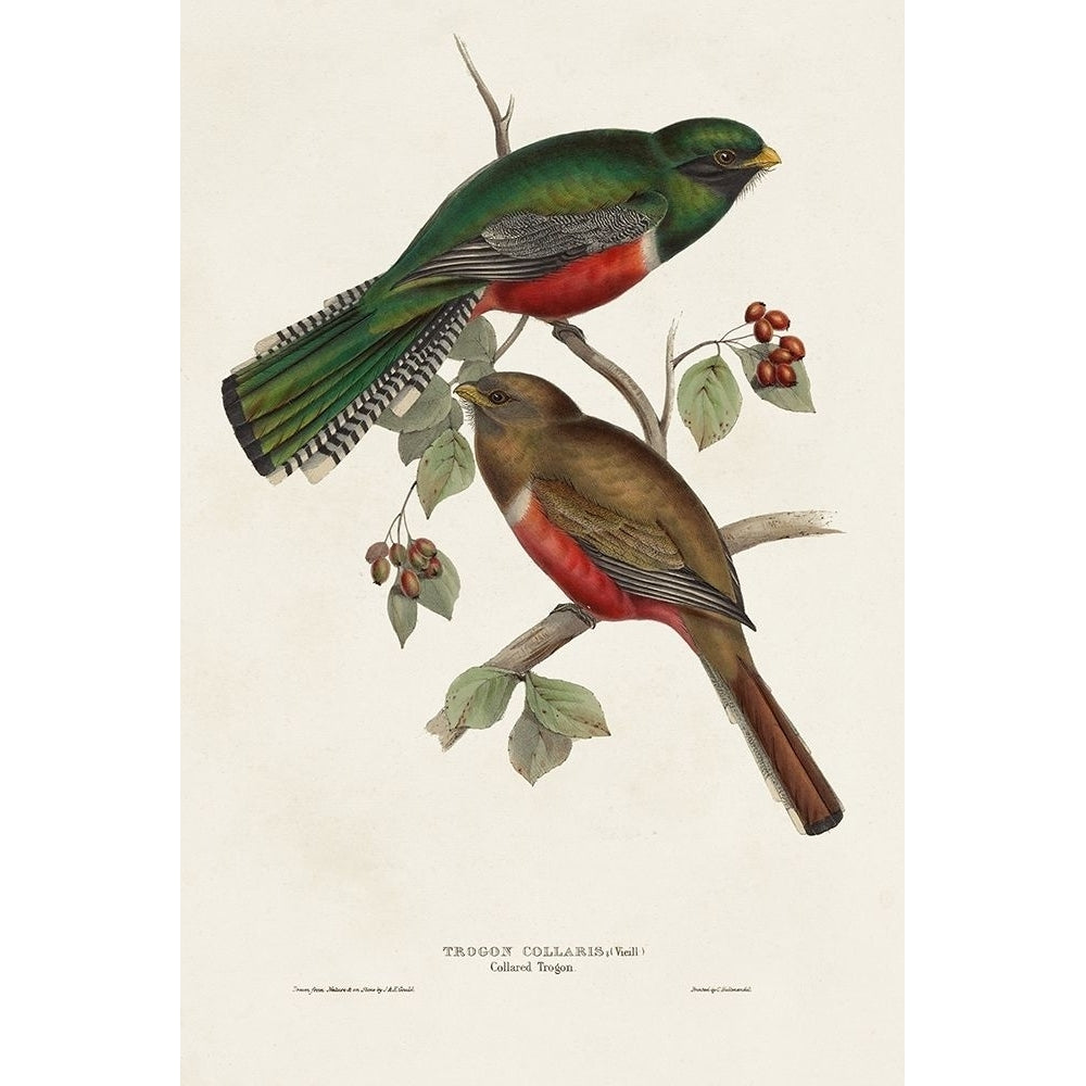 Elegant Trogons VI Poster Print - John Gould-VARPDX184628Z Image 1