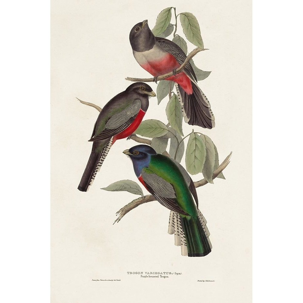 Elegant Trogons V Poster Print - John Gould-VARPDX184627Z Image 1