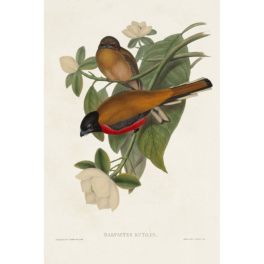 Elegant Trogons VIII Poster Print - John Gould-VARPDX184630Z Image 1