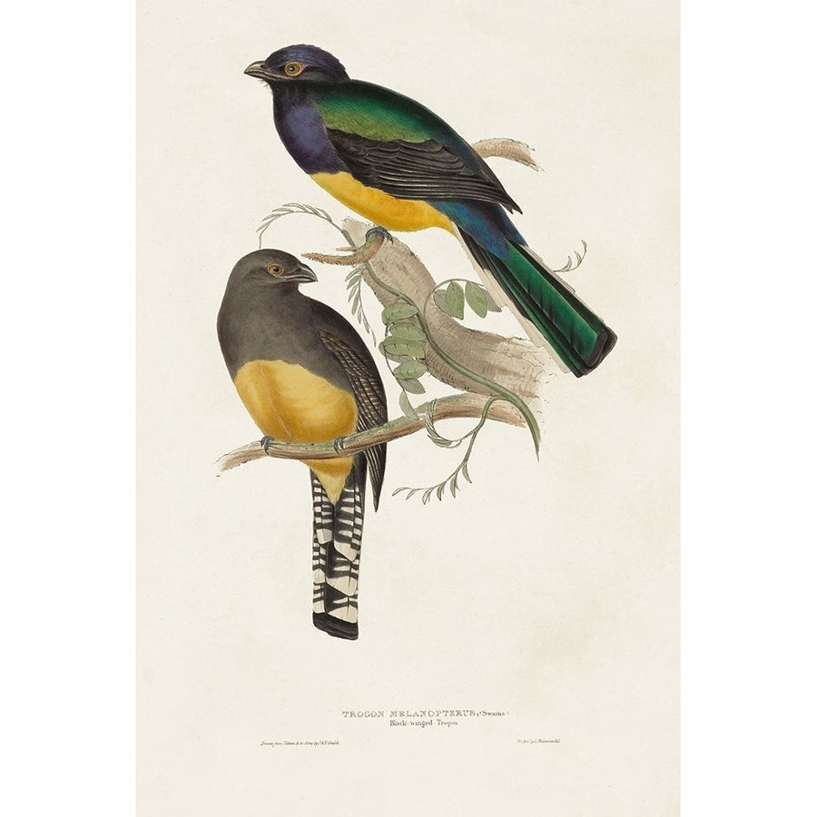 Elegant Trogons III Poster Print - John Gould-VARPDX184625Z Image 1