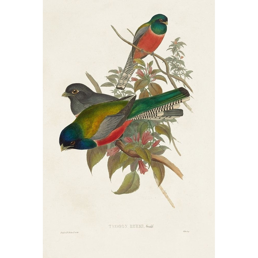 Elegant Trogons VII Poster Print - John Gould-VARPDX184629Z Image 1