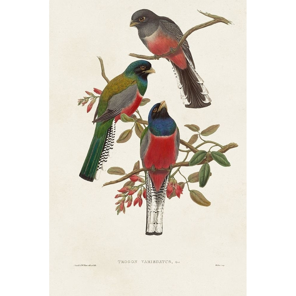 Elegant Trogons IX Poster Print - John Gould-VARPDX184631Z Image 1