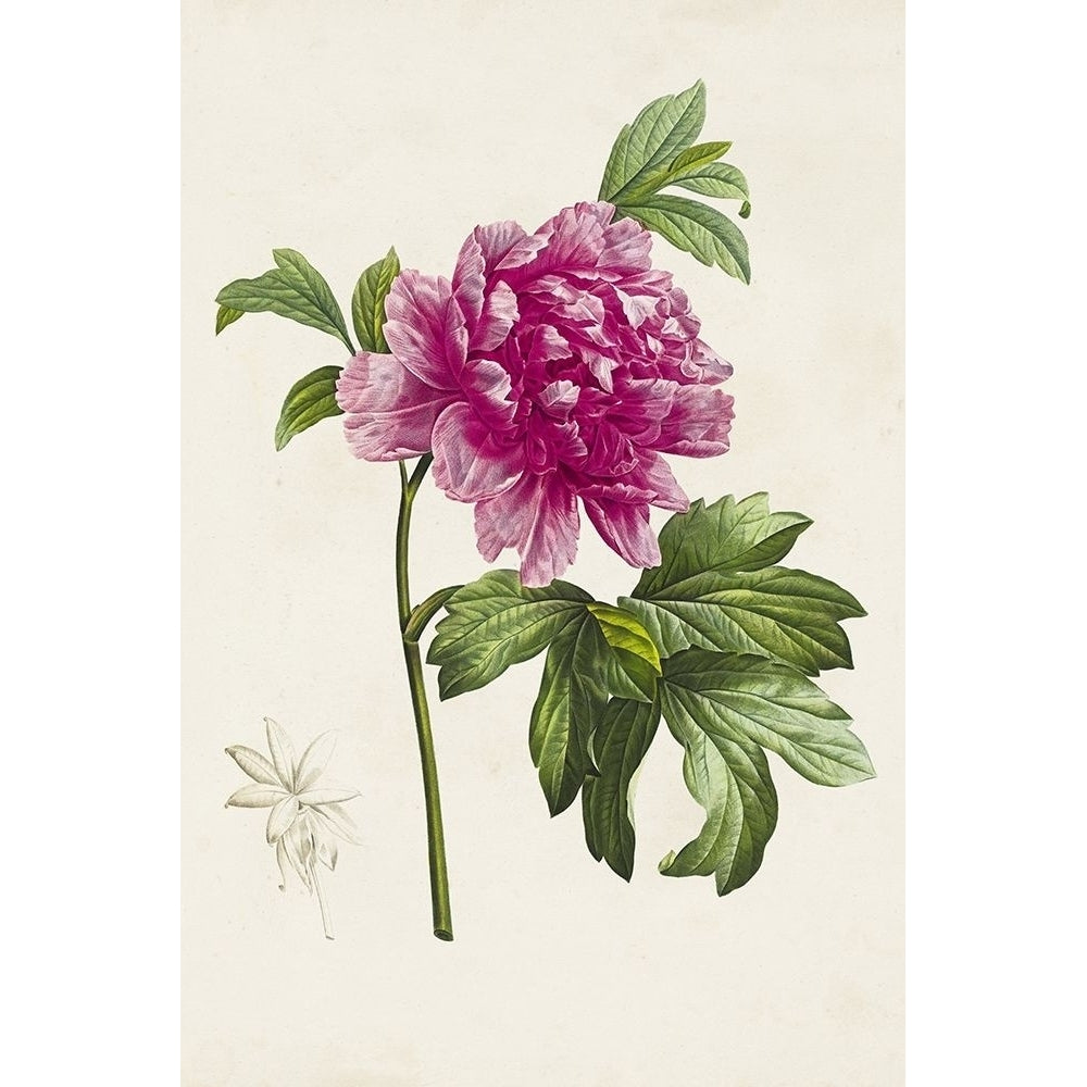 Pretty Pink Botanicals I Poster Print - Unknown-VARPDX184662Z Image 1