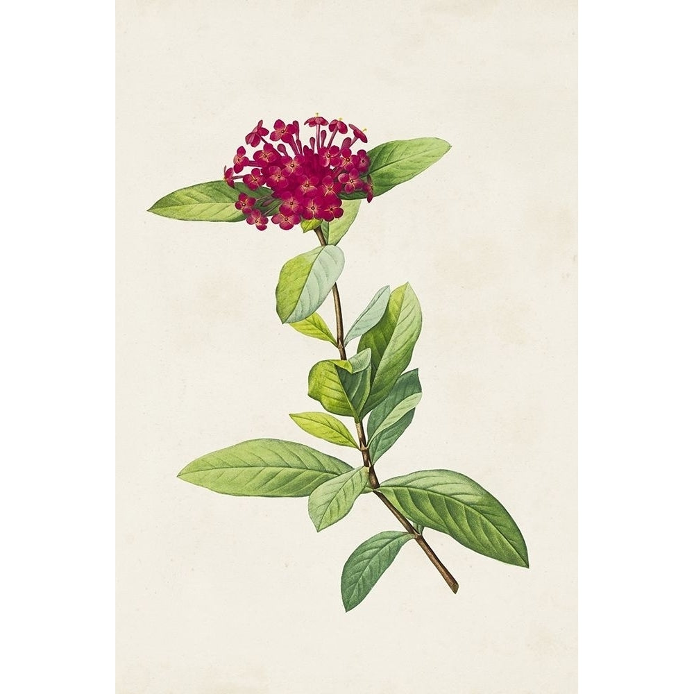 Pretty Pink Botanicals II Poster Print - Unknown-VARPDX184663Z Image 1