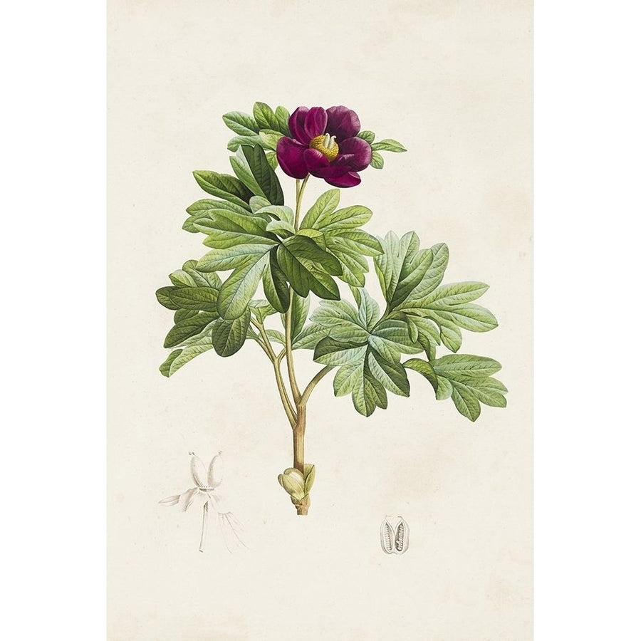 Pretty Pink Botanicals III Poster Print - Unknown-VARPDX184664Z Image 1