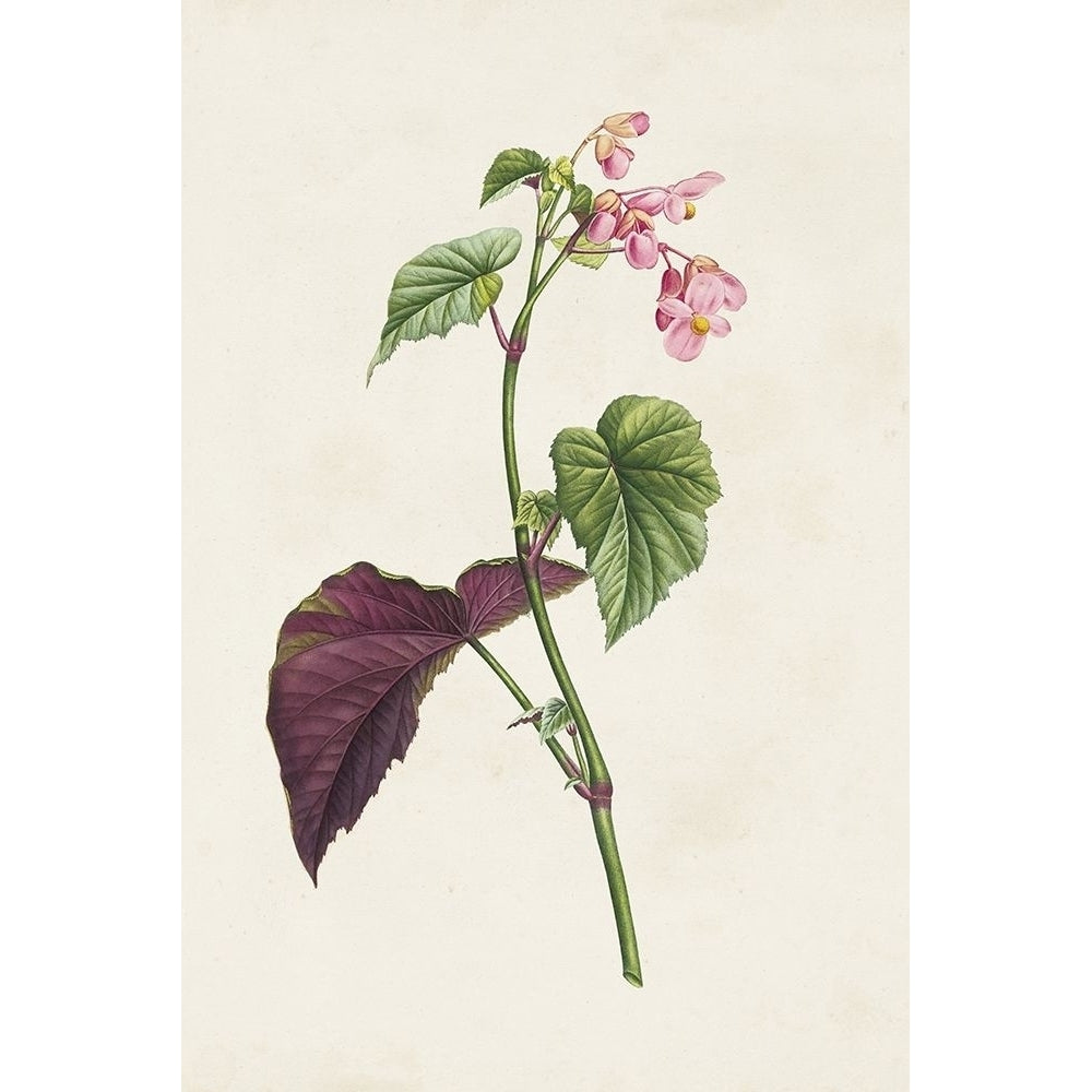 Pretty Pink Botanicals VI Poster Print - Unknown-VARPDX184667Z Image 1