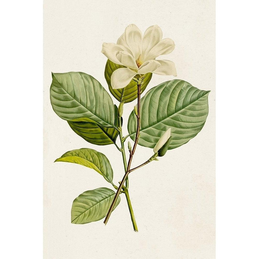 Magnolia Flowers I Poster Print - Unknown-VARPDX184670Z Image 1