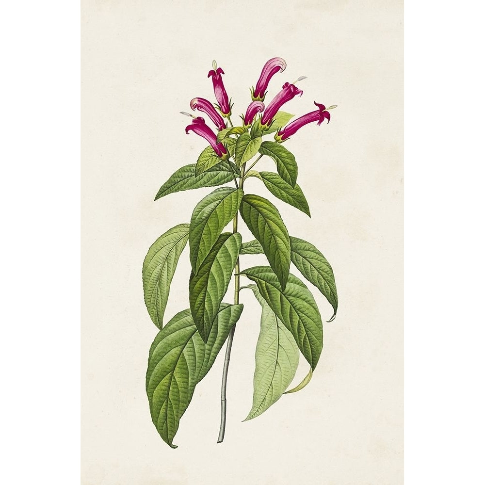 Pretty Pink Botanicals VIII Poster Print - Unknown-VARPDX184669Z Image 1