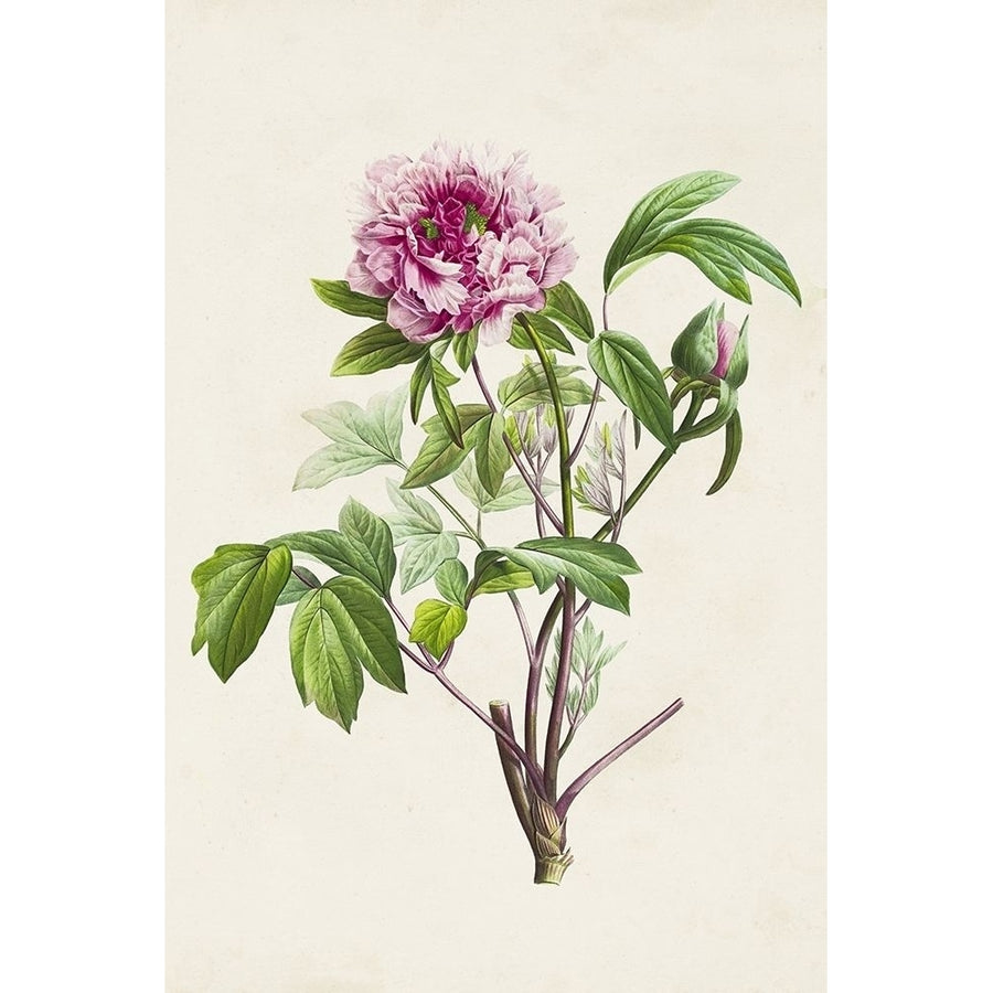 Pretty Pink Botanicals V Poster Print - Unknown-VARPDX184666Z Image 1