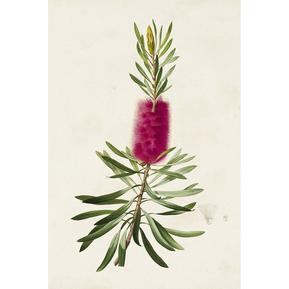 Pretty Pink Botanicals VII Poster Print - Unknown-VARPDX184668Z Image 1