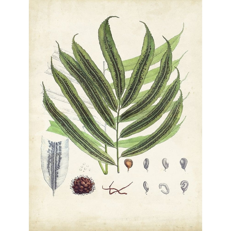 Collected Ferns III Poster Print - Unknown-VARPDX184674Z Image 1