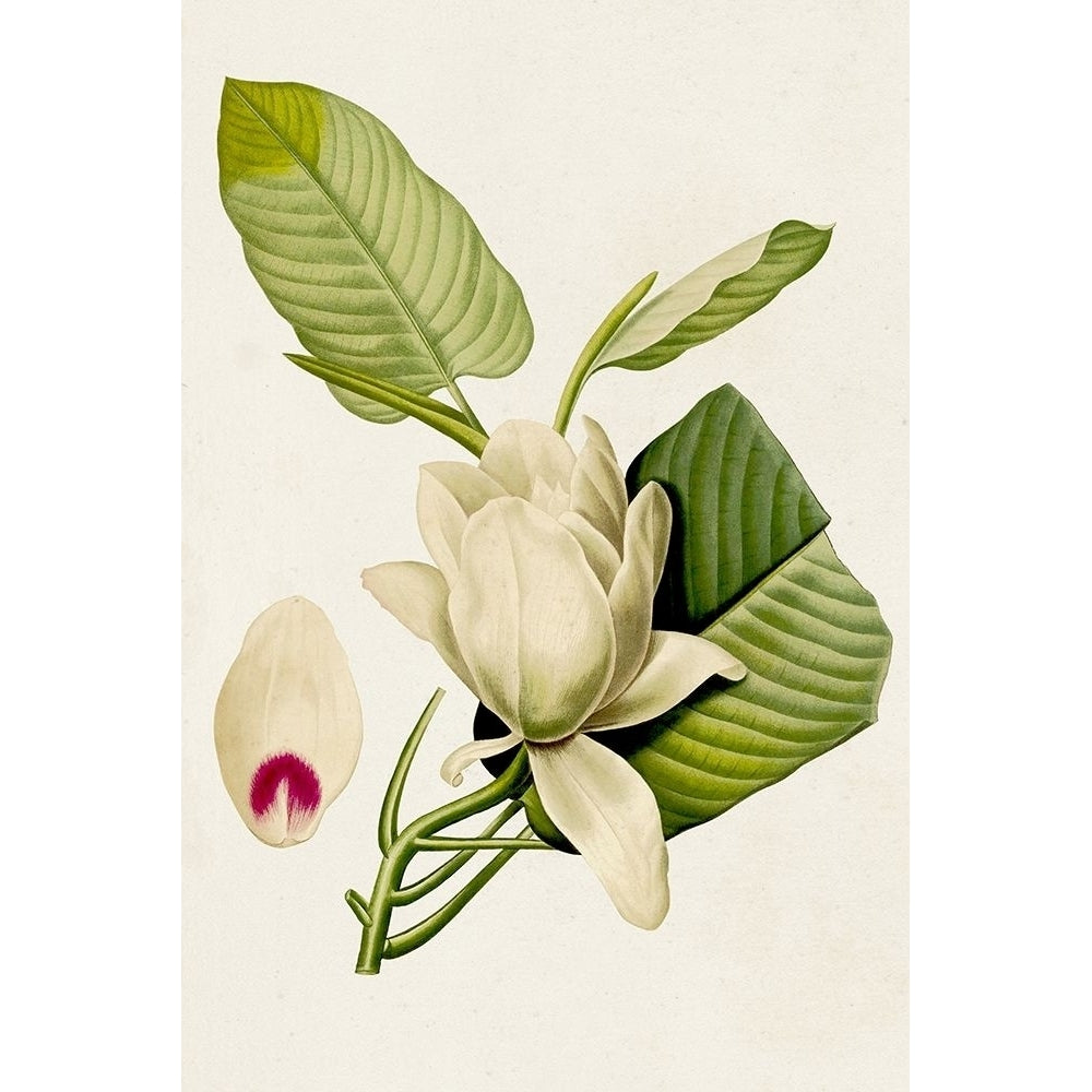 Magnolia Flowers II Poster Print - Unknown-VARPDX184671Z Image 1