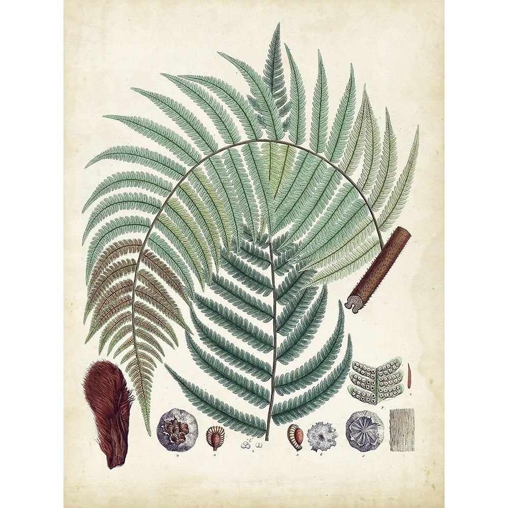 Collected Ferns I Poster Print - Unknown-VARPDX184672Z Image 1