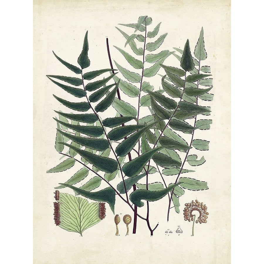 Collected Ferns VII Poster Print - Unknown-VARPDX184678Z Image 1