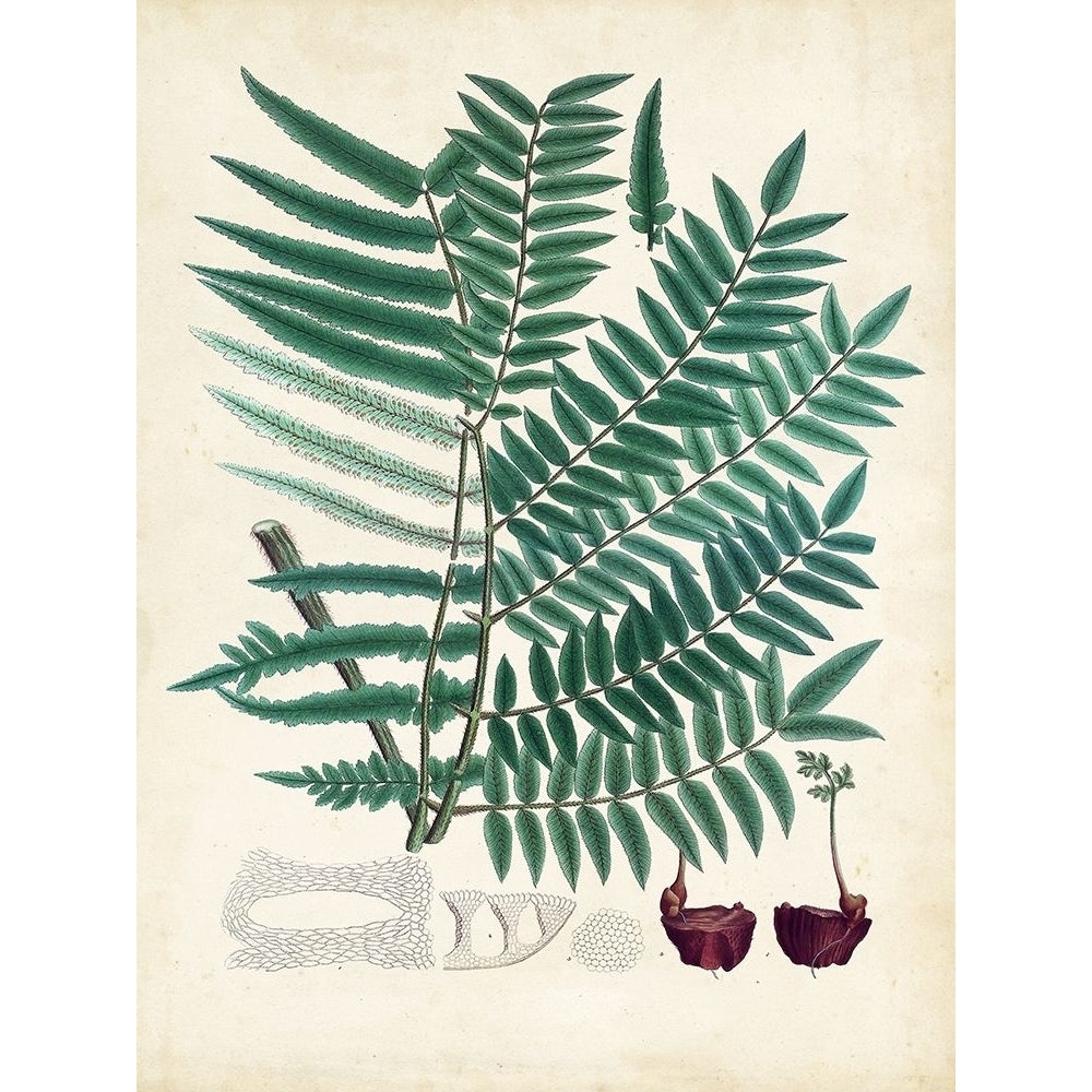 Collected Ferns VIII Poster Print - Unknown-VARPDX184679Z Image 1