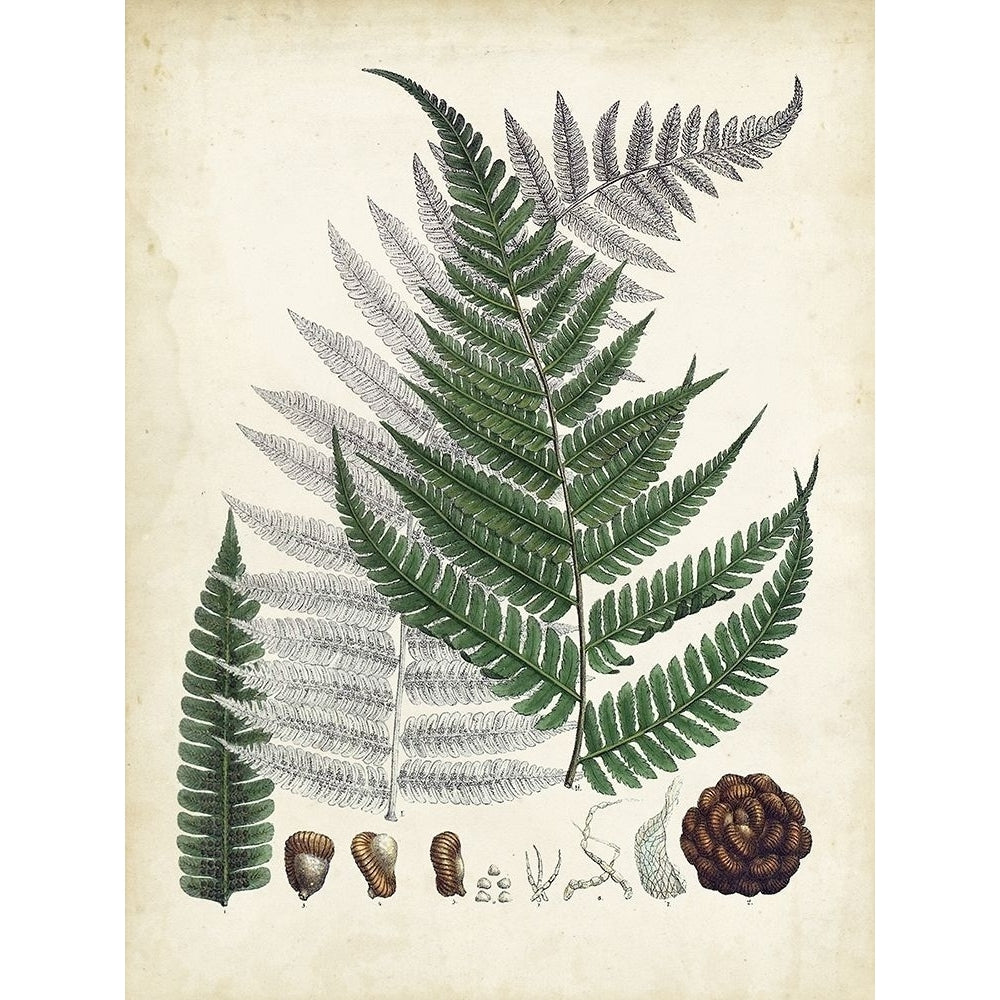 Collected Ferns II Poster Print - Unknown-VARPDX184673Z Image 1