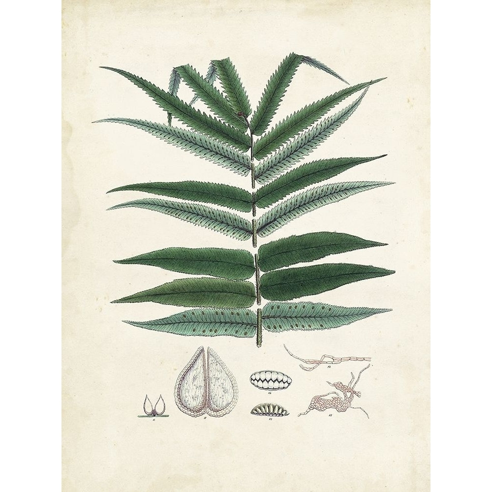 Collected Ferns IX Poster Print - Unknown-VARPDX184680Z Image 1