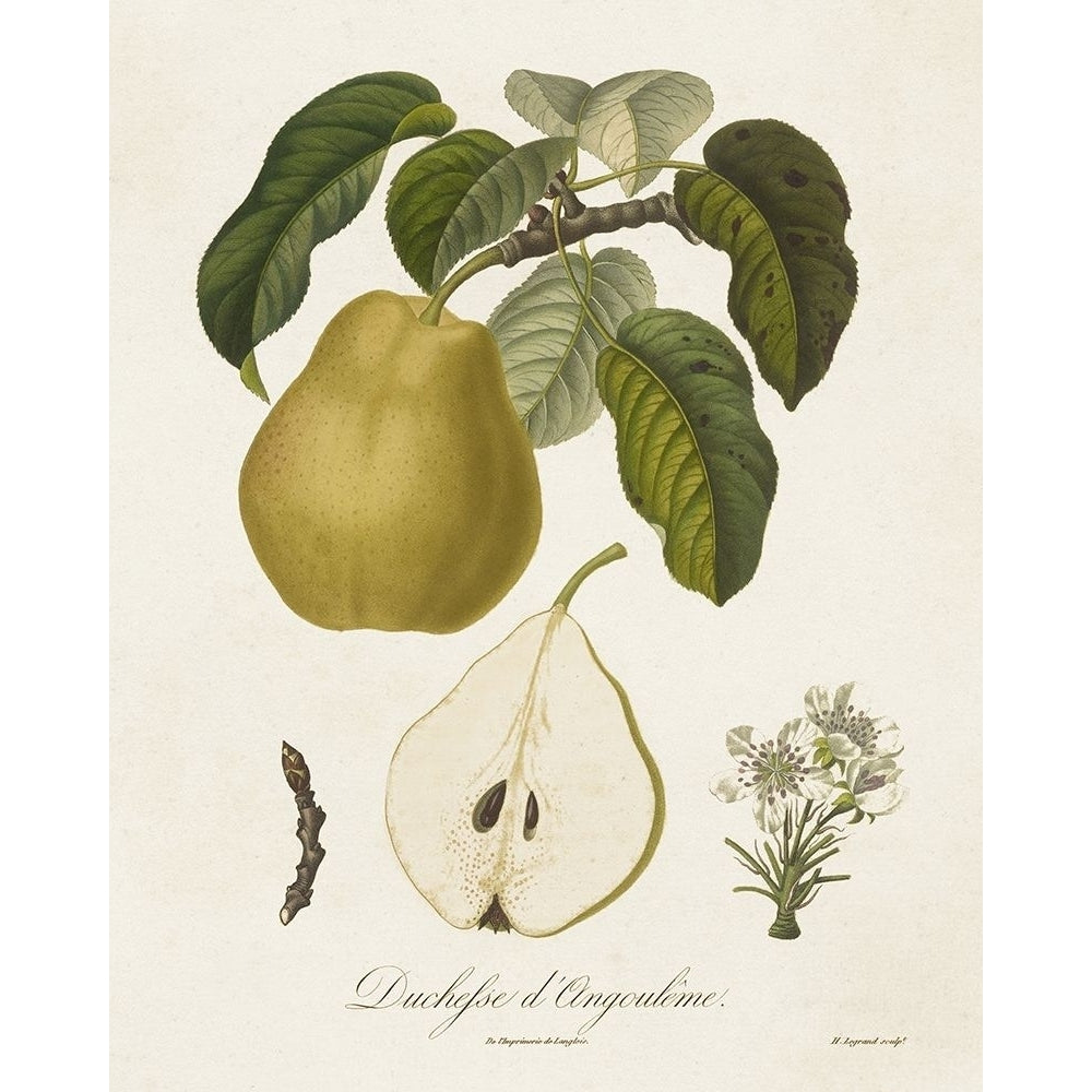 Vintage Pears I Poster Print - Langlois de-VARPDX184685Z Image 1