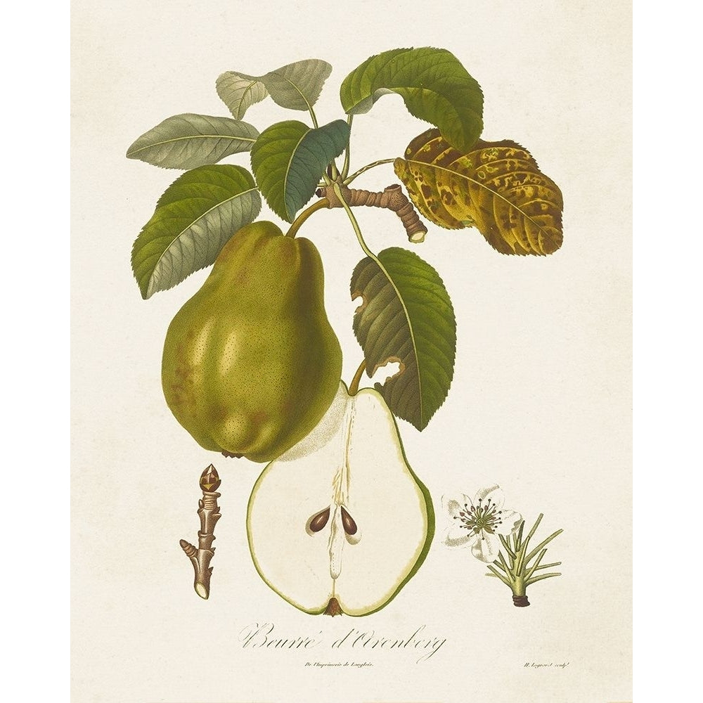 Vintage Pears IV Poster Print - Langlois de-VARPDX184688Z Image 1