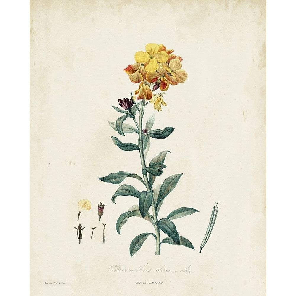 Traditional Botanical III Poster Print - Langlois de-VARPDX184693Z Image 1