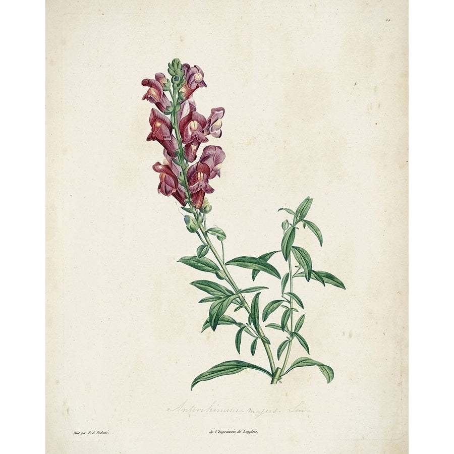 Traditional Botanical I Poster Print - Langlois de-VARPDX184691Z Image 1