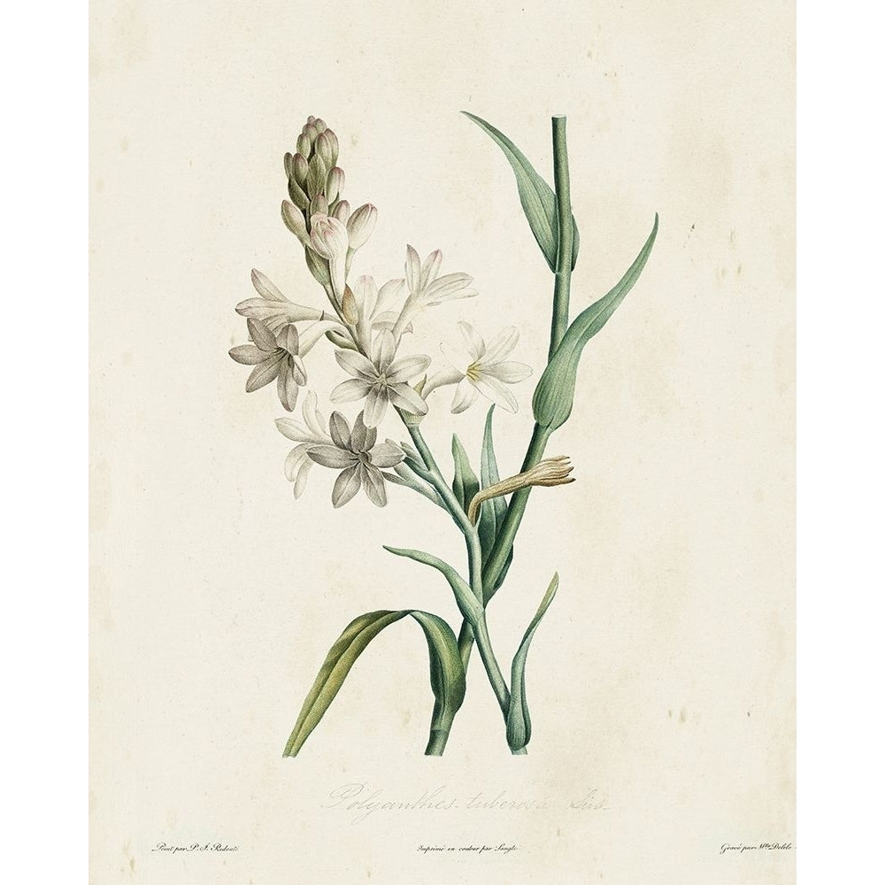 Traditional Botanical IV Poster Print - Langlois de-VARPDX184694Z Image 1