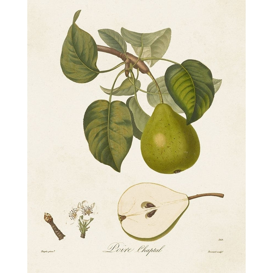 Vintage Pears VI Poster Print - Langlois de-VARPDX184690Z Image 1